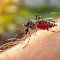 chikungunya